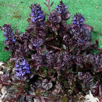 Живучка Ajuga reptans ‘Black Scallop’